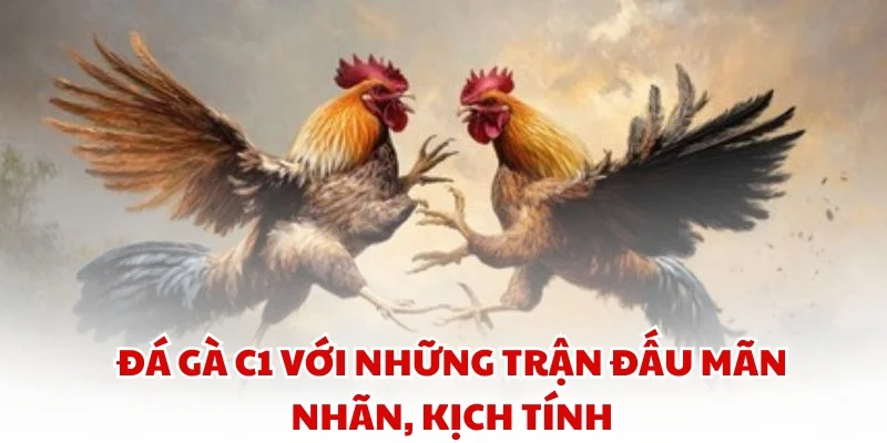 Đá gà C1 với những trận đấu mãn nhãn, kịch tính
