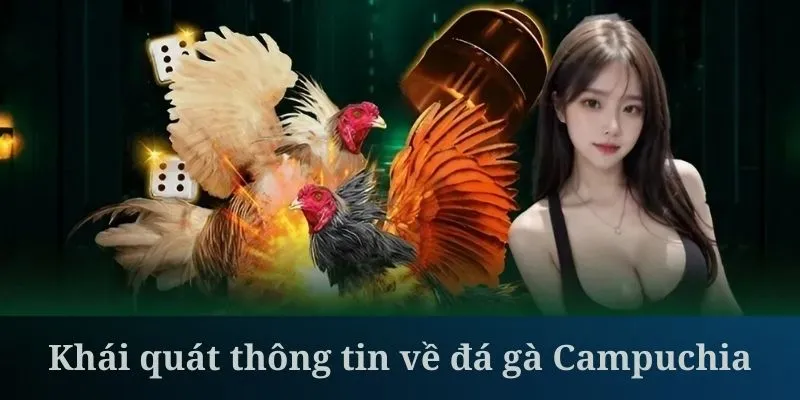 Đá gà Campuchia mở ra sân chơi đẳng cấp nhất