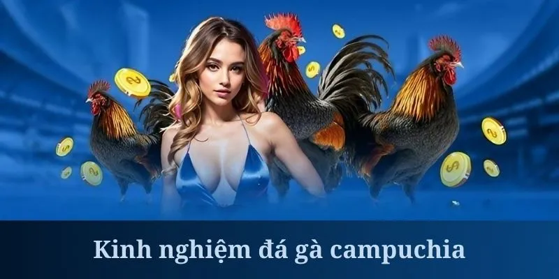 Đá gà Campuchia cần quản lý vốn thật thông minh