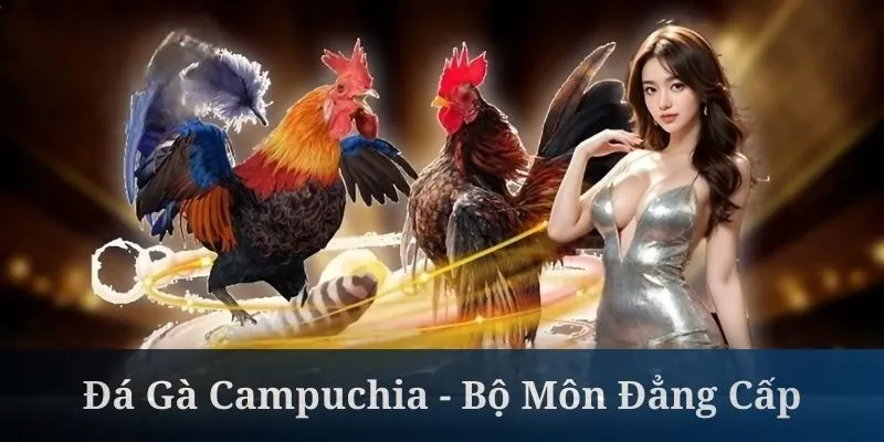 Đá Gà Campuchia - Bộ Môn Đẳng Cấp Cho Sư Kê QH88
