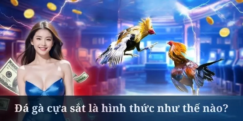 Đá gà cựa sắt là hình thức được yêu thích rộng rãi