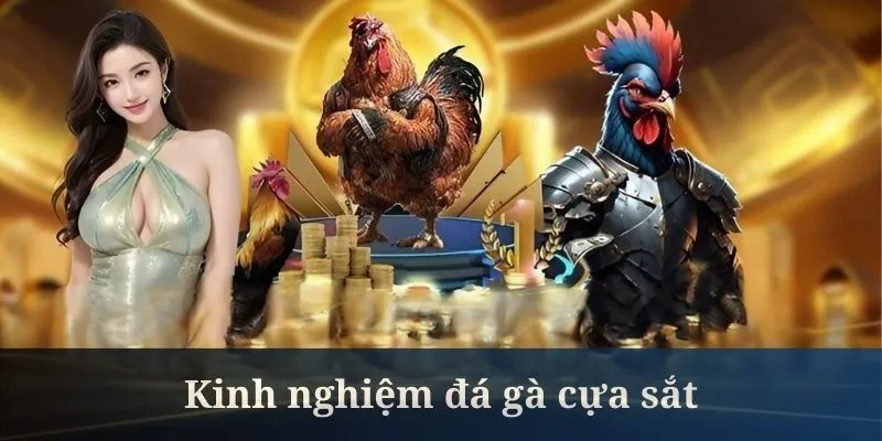 Đá gà cựa sắt cần quản lý vốn cược thật tốt