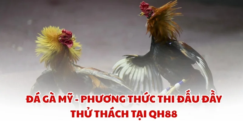 Đá gà Mỹ - Phương thức thi đấu đầy thử thách tại QH88