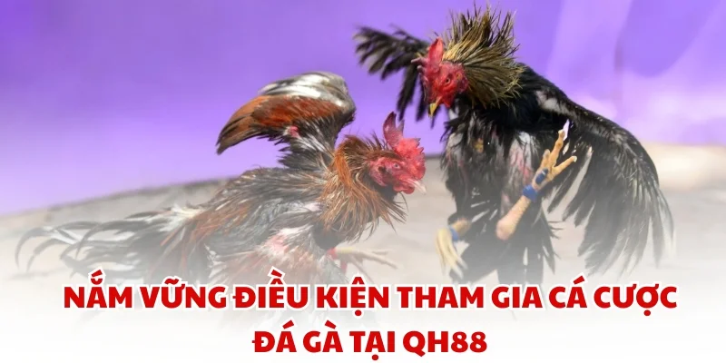 Nắm vững điều kiện tham gia cá cược đá gà tại QH88
