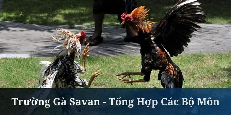 Trường Gà Savan - Tổng Hợp Các Bộ Môn Hấp Dẫn 2025